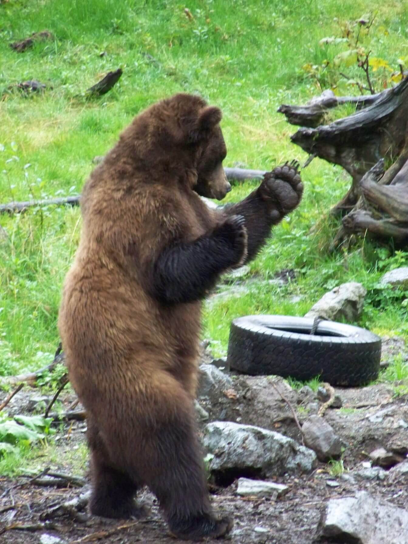 HONORABLE MENTION – Alaska Wildlife “Kung Fu Bear” by Channcie B.