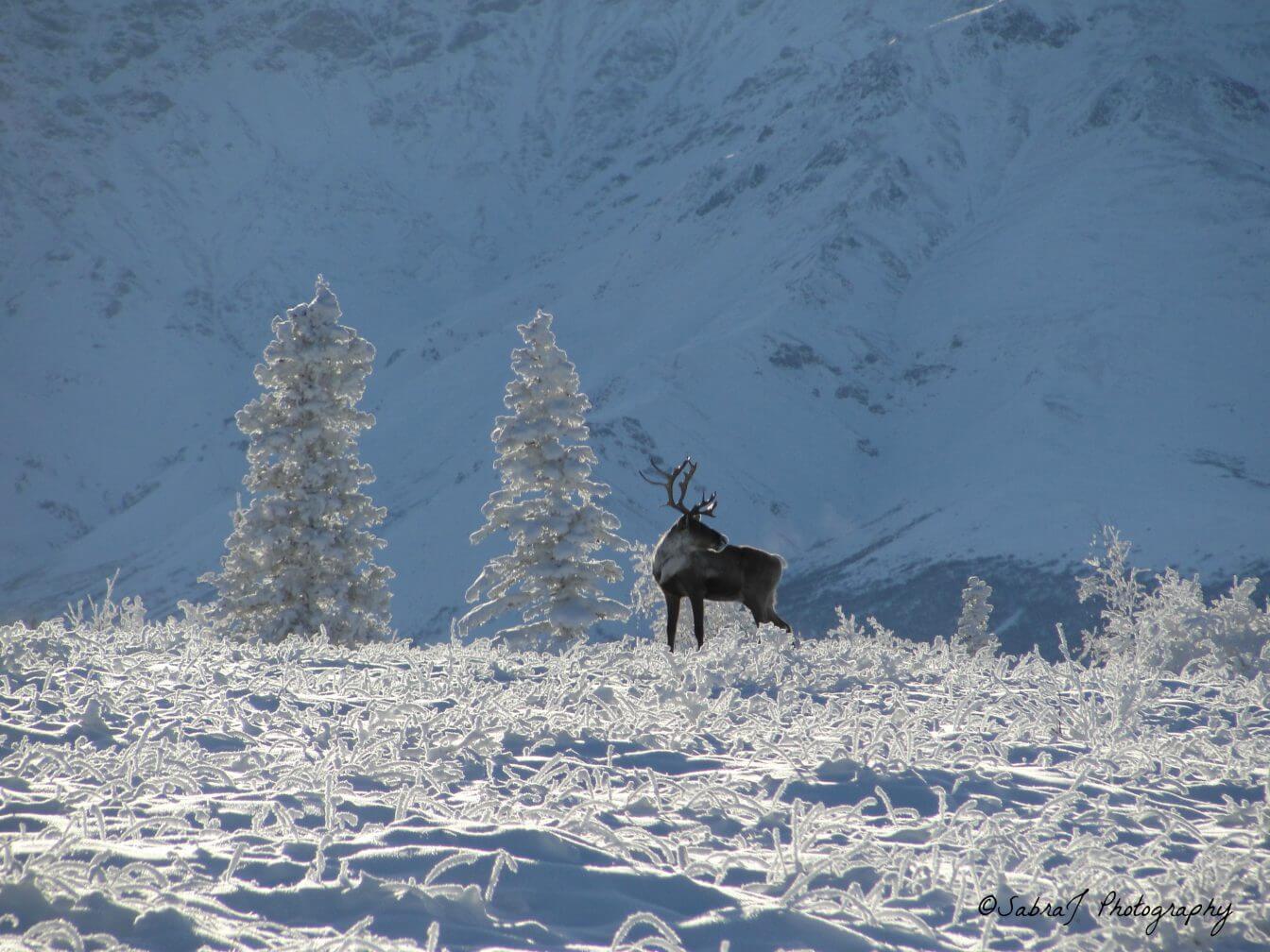 HONORABLE MENTION - Alaska Outdoor Activities "Sleeping Beauty" by Bernadette M.